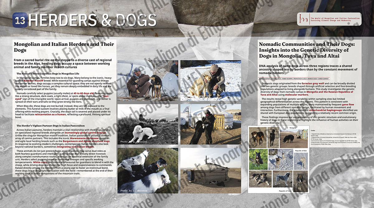 13. HERDERS & DOGS